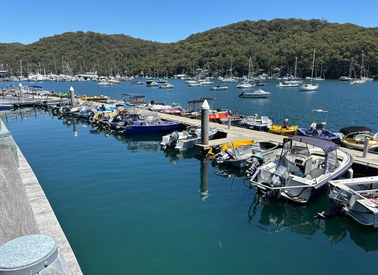 Picture 16 for Activity Sydney: Northern Beaches and Ku-ring-gai National Park Tour