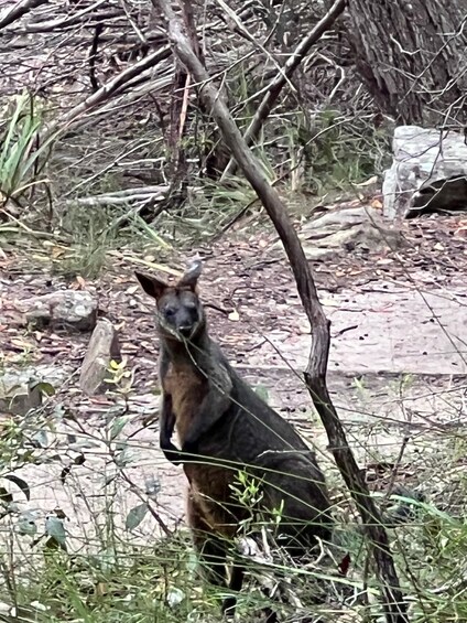 Picture 19 for Activity Sydney: Northern Beaches and Ku-ring-gai National Park Tour
