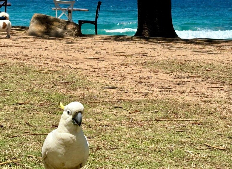 Picture 17 for Activity Sydney: Northern Beaches and Ku-ring-gai National Park Tour