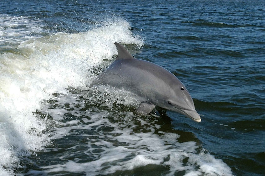 Picture 8 for Activity Vrsar: Dolphin Watching Boat Tour including Drinks
