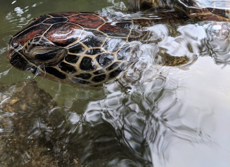 Picture 5 for Activity Zanzibar: North Coast and Turtle Sanctuary Tour