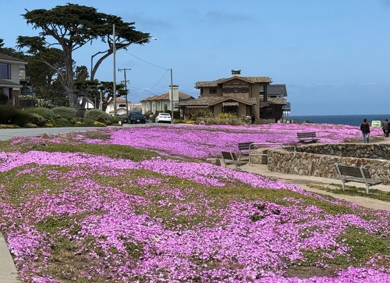 Picture 27 for Activity From San Francisco: Carmel, Monterey & Big Sur Private Tour