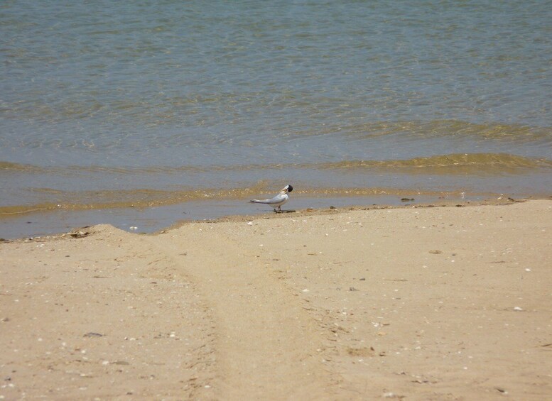 Picture 28 for Activity From Faro: 2-Island, 2-Stop Ria Formosa Catamaran Tour