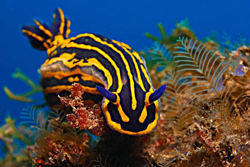 Picture 4 for Activity Santa Cruz de Tenerife: PADI Introductory Dive