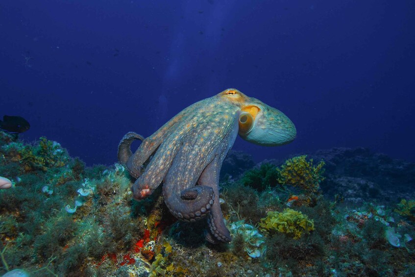 Picture 2 for Activity Santa Cruz de Tenerife: PADI Introductory Dive