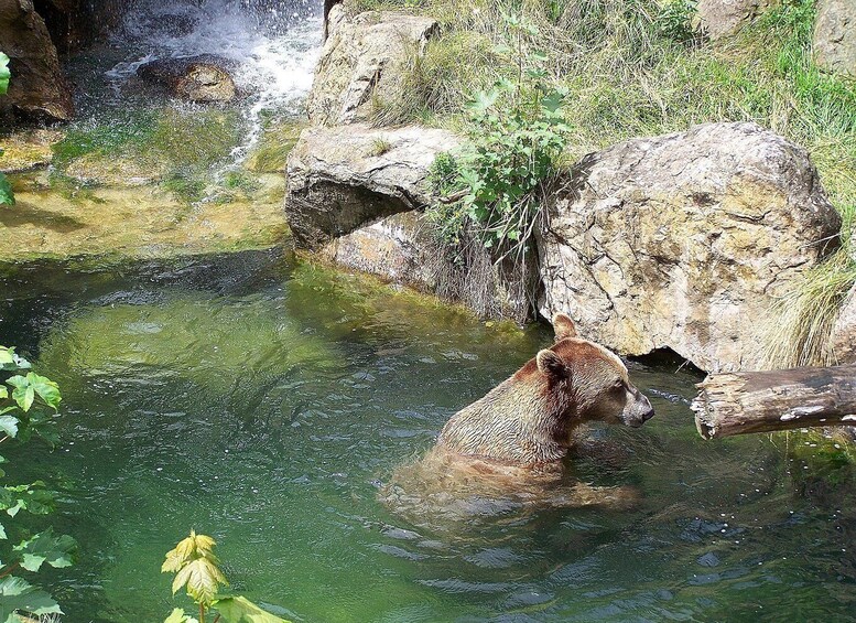 Picture 6 for Activity Combi Entrance Ticket to Alpine Zoo and Hungerburg