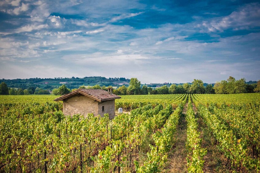 Picture 6 for Activity From Bergamo: Winery Tour in Franciacorta with Lunch
