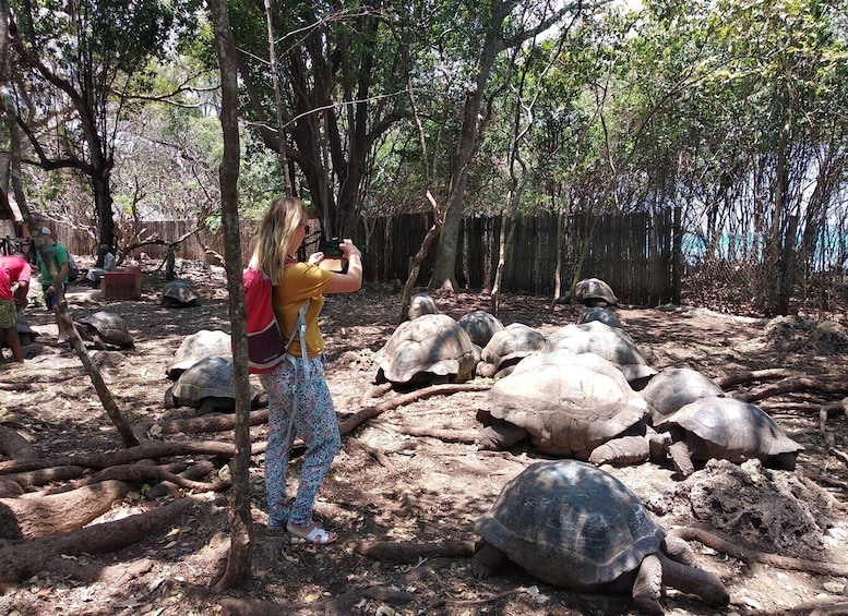 Picture 10 for Activity From Zanzibar: Half-Day Prison Island Tour