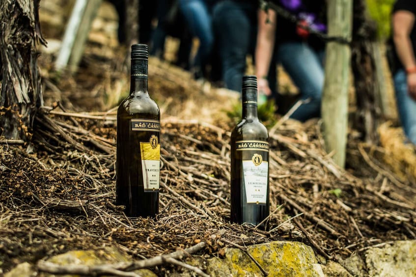 Picture 5 for Activity Stuttgart: Guided Vineyards Tour