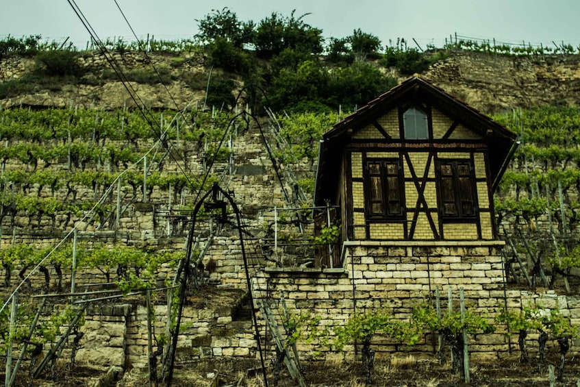 Picture 6 for Activity Stuttgart: Guided Vineyards Tour