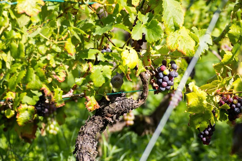 Picture 3 for Activity Stuttgart: Guided Vineyards Tour