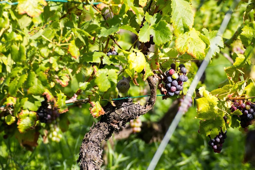 Picture 3 for Activity Stuttgart: Guided Vineyards Tour