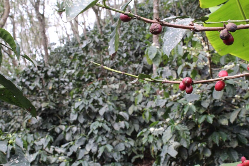 Picture 20 for Activity Bogotá: Guided 5-Hour Coffee Farm Tour