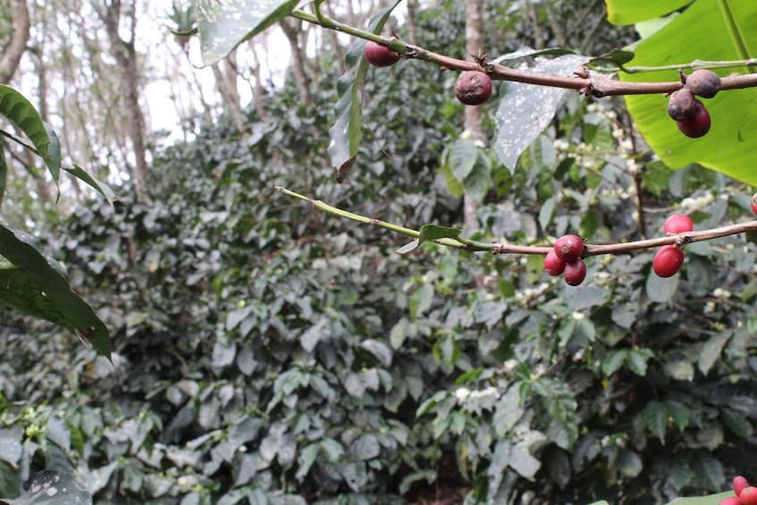 Picture 20 for Activity Bogotá: Guided 5-Hour Coffee Farm Tour