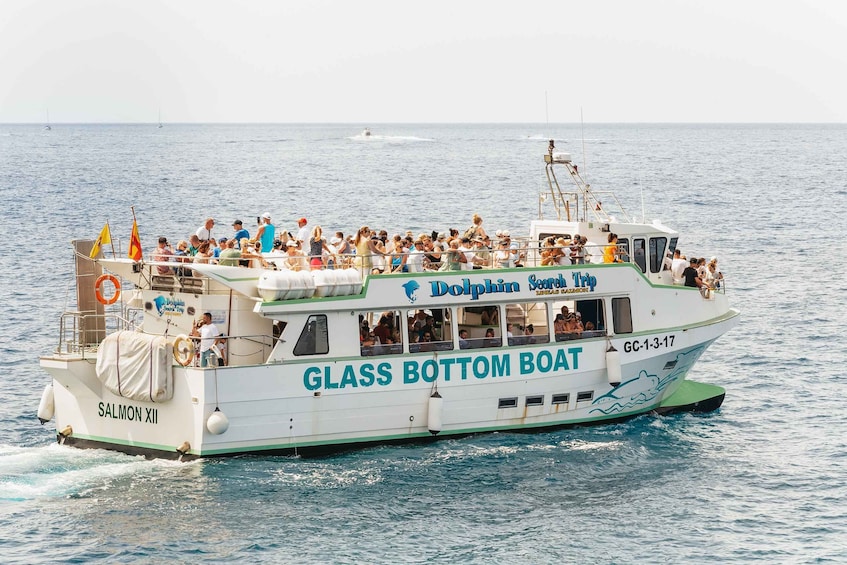 Picture 4 for Activity Gran Canaria: Dolphin and Whale Watching Cruise