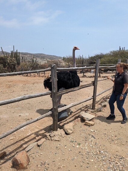 Fauna Tour: Ostriches, Donkeys & Philip's Animal Garden