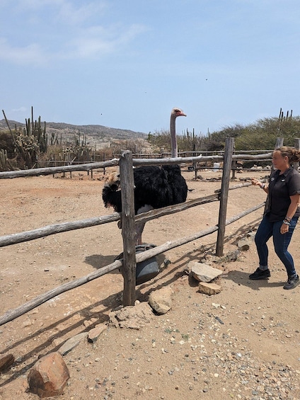 Fauna Tour: Ostriches, Donkeys & Philip's Animal Garden