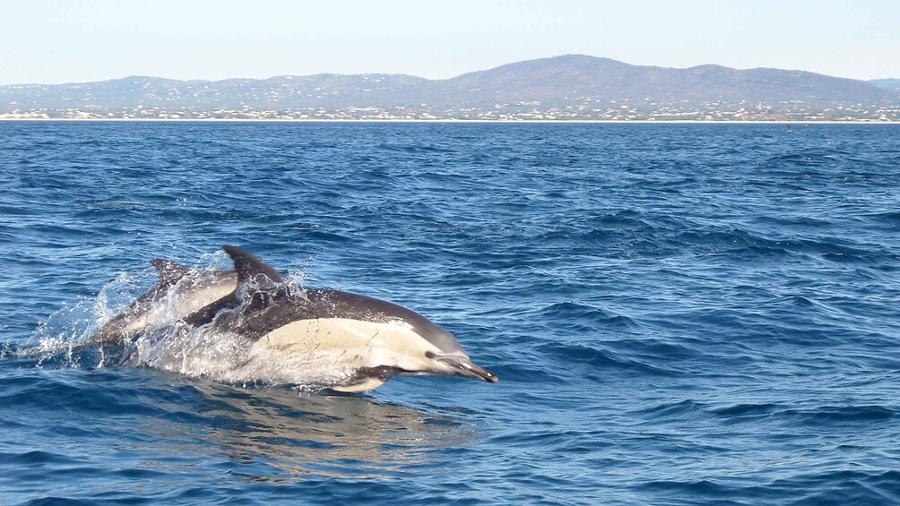 Picture 2 for Activity Olhão: Dolphin Observation