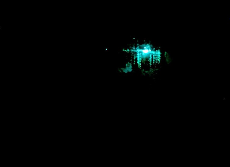 Picture 3 for Activity Sydney: Blue Mountains Glow Worms Wild Adventure by Night