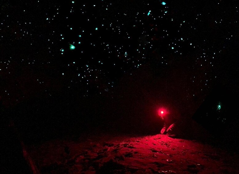 Picture 2 for Activity Sydney: Blue Mountains Glow Worms Wild Adventure by Night