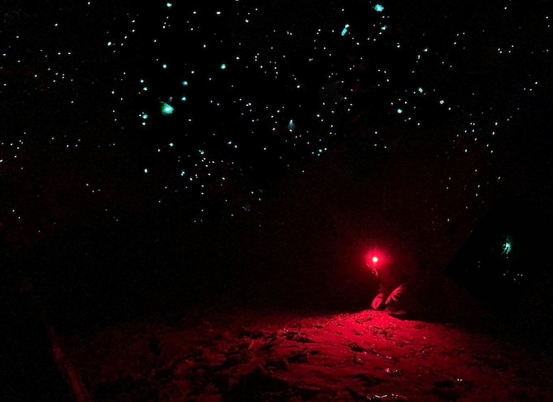 Picture 2 for Activity Sydney: Blue Mountains Glow Worms Wild Adventure by Night