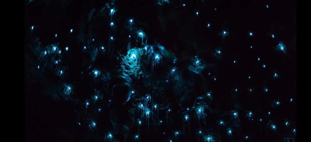 Picture 4 for Activity Sydney: Blue Mountains Glow Worms Wild Adventure by Night