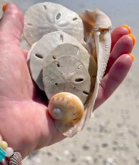Picture 11 for Activity Marco Island: 2-Hour Dolphin, Birding, and Shelling Tour