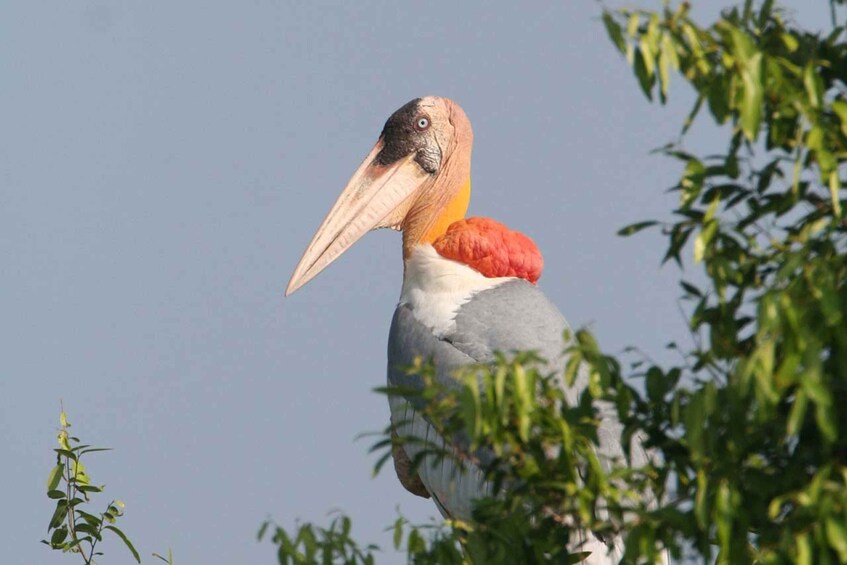 Picture 1 for Activity Siem Reap: Prek Toal Tonle Sap Biosphere Reserve Tour