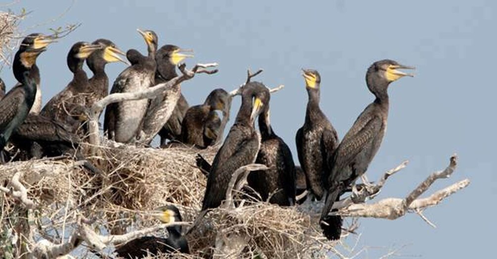 Picture 6 for Activity Siem Reap: Prek Toal Tonle Sap Biosphere Reserve Tour
