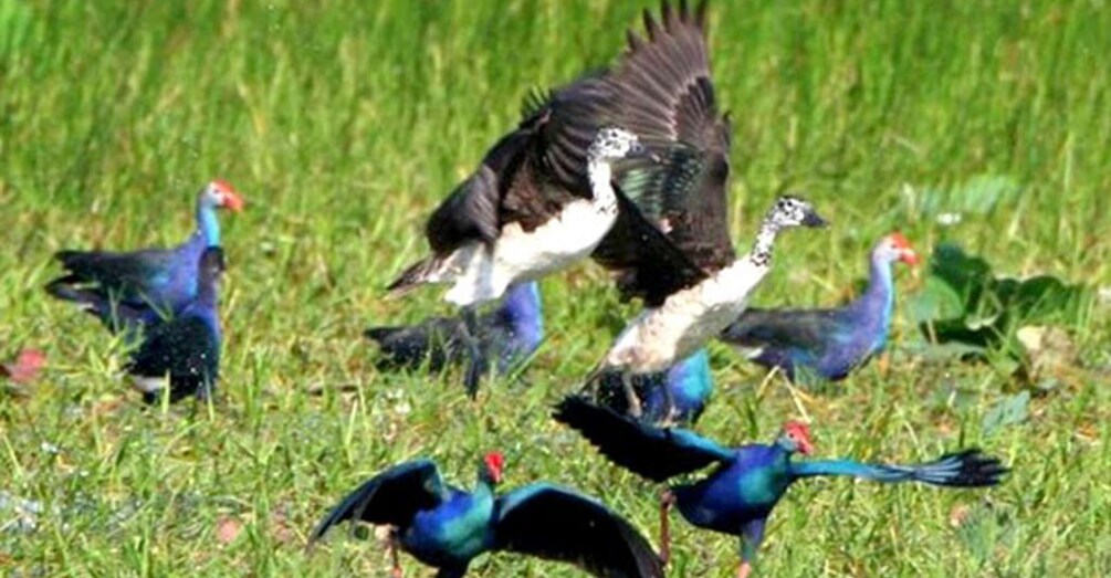 Picture 3 for Activity Siem Reap: Prek Toal Tonle Sap Biosphere Reserve Tour