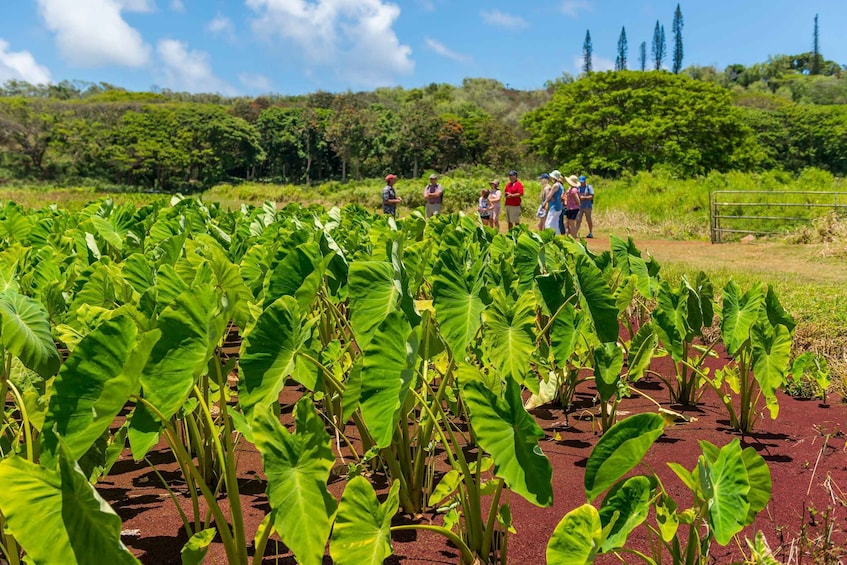 Picture 21 for Activity Kauai: Local Tastes Small Group Food Tour