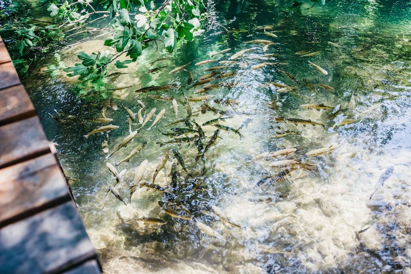 Picture 29 for Activity Split: Krka Waterfalls Trip with Boat Cruise and Swimming