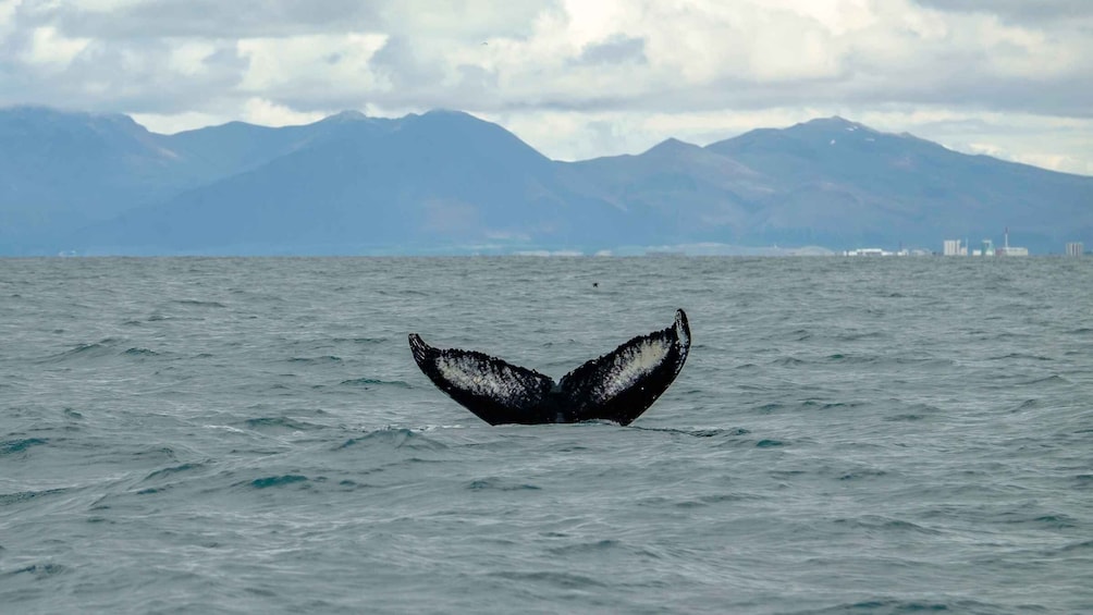 Picture 5 for Activity Reykjavik: Premium Whale Watching with Flexible Ticket