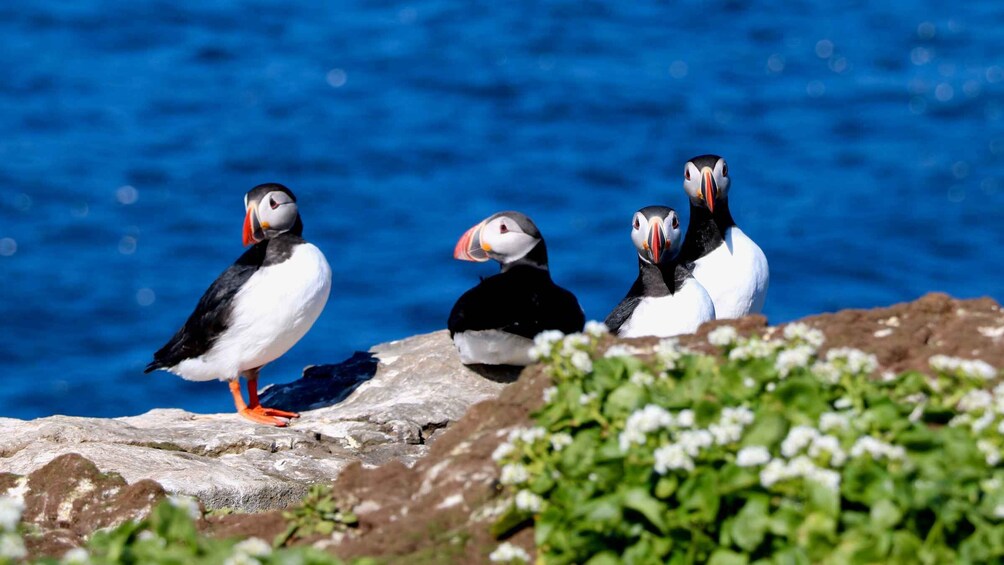 Picture 9 for Activity Reykjavik: Premium Whale Watching with Flexible Ticket