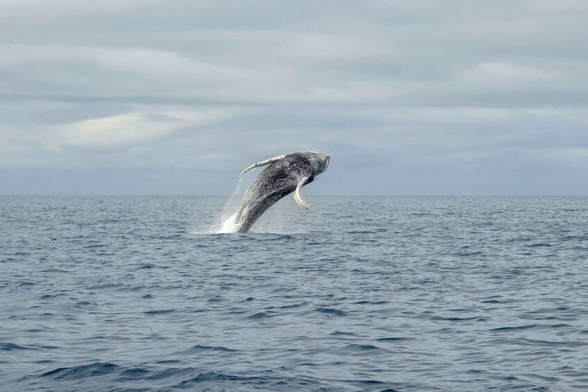 Picture 4 for Activity Reykjavik: Premium Whale Watching with Flexible Ticket
