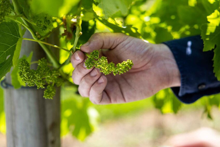 Picture 9 for Activity Brisbane: Luxury Winery Tour with Gourmet Lunch & Distillery