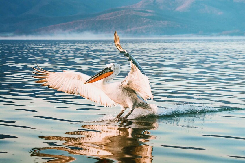 Picture 6 for Activity From Thessaloniki: Private Day Trip to Kerkini Lake