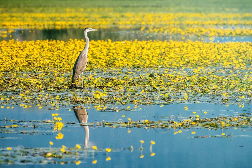 Picture 1 for Activity From Thessaloniki: Private Day Trip to Kerkini Lake