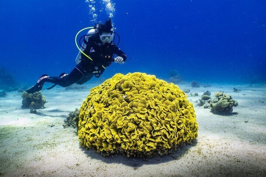 2 To 5 Hours Glass Bottom Boat Private Tour At Read Sea