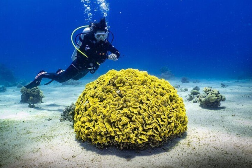 2 To 5 Hours Glass Bottom Boat Private Tour At Read Sea