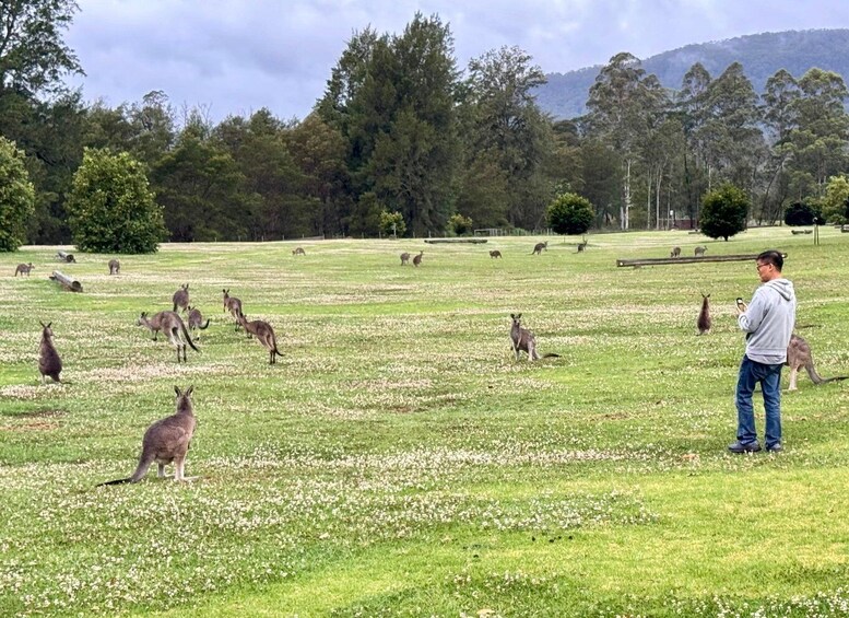 Picture 1 for Activity Sydney: Wild Wombats and Kangaroo Experience