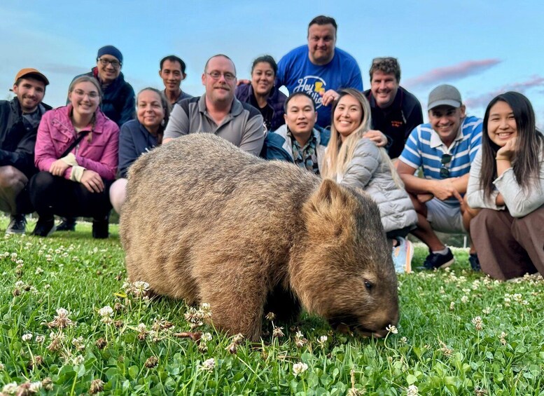 Picture 2 for Activity Sydney: Wild Wombats and Kangaroo Experience