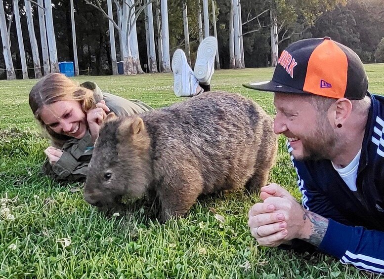Sydney: Wild Wombats and Kangaroo Experience