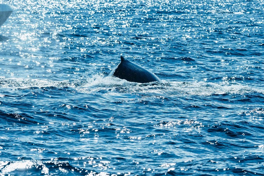 Picture 17 for Activity Spirit of Gold Coast 2.5-Hour Whale Watching Tour