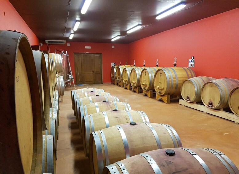 Picture 4 for Activity Montepulciano: Winery Tour, Tasting, and Vineyard Picnic