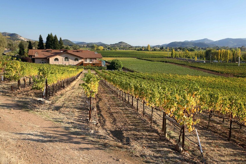 Picture 3 for Activity From San Francisco: Napa Valley Private Tour
