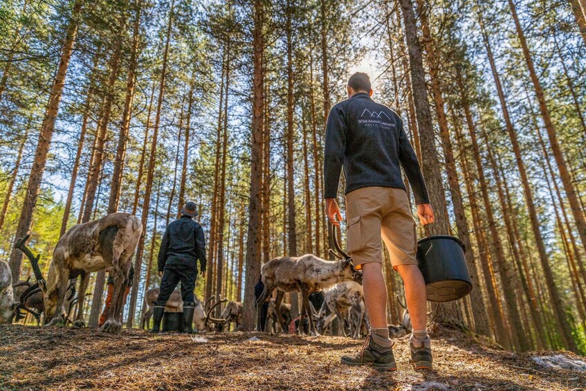 Picture 8 for Activity Rovaniemi: Authentic Reindeer Farm & Canoeing