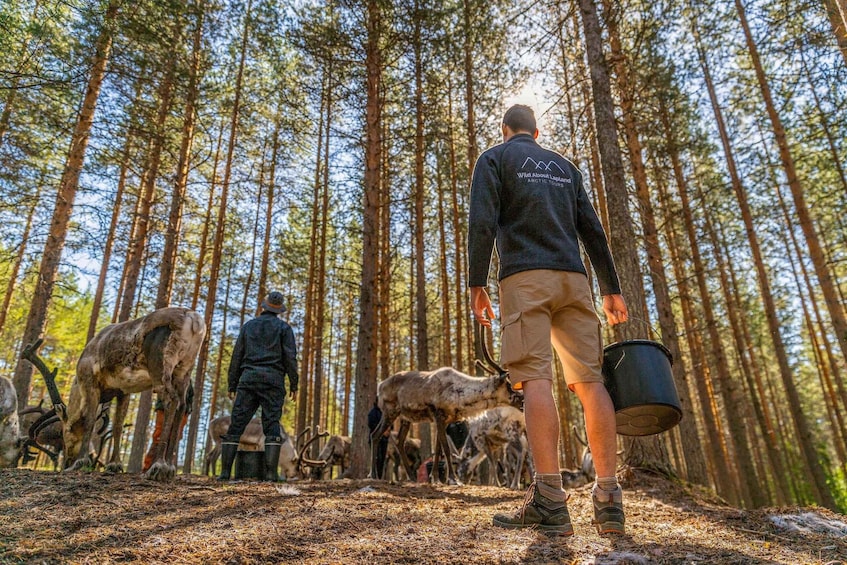 Picture 8 for Activity Rovaniemi: Authentic Reindeer Farm & Canoeing