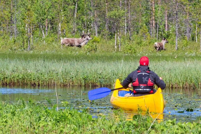 Picture 10 for Activity Rovaniemi: Authentic Reindeer Farm & Canoeing