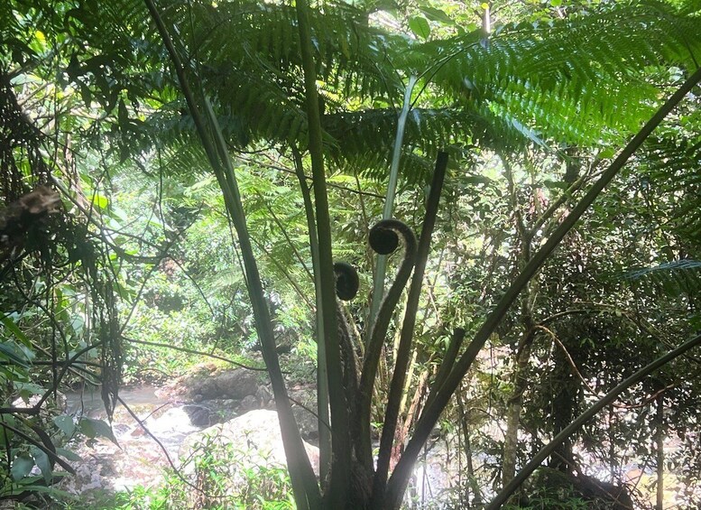 Picture 10 for Activity Brisbane: Springbrook and Mt Tamborine Glow Worm and Skywalk